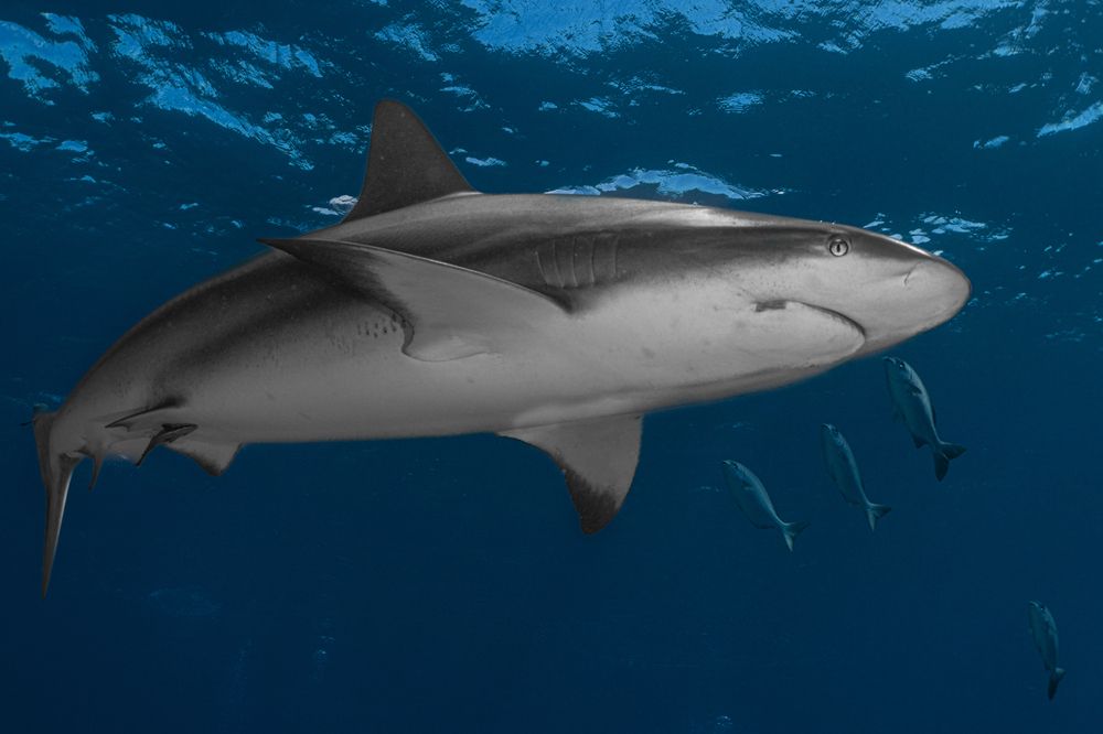 Photograph by Ceci Ver