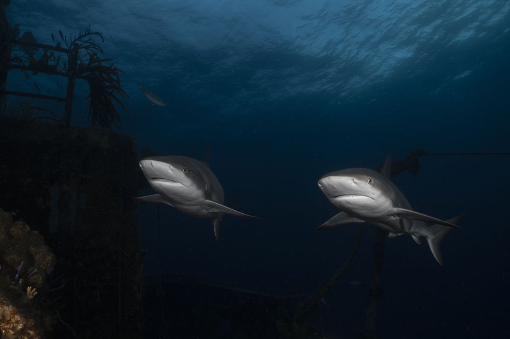 Photograph by Ceci Ver