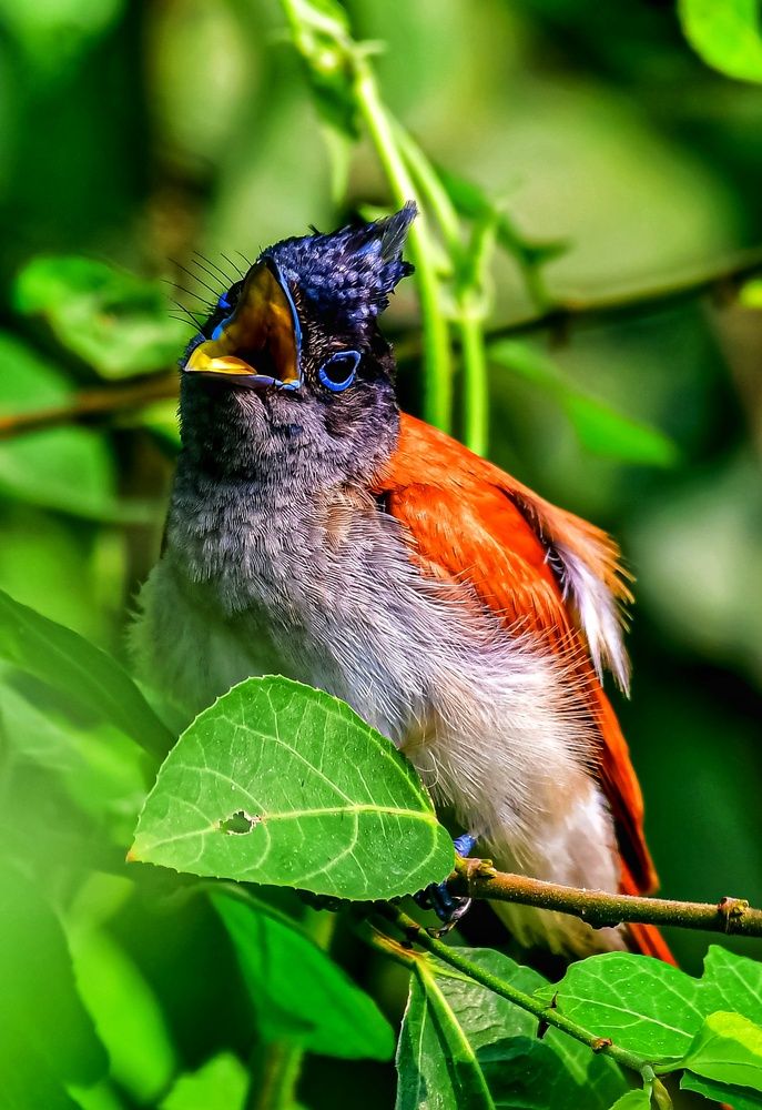 Photograph by Sarbani Chakraborty