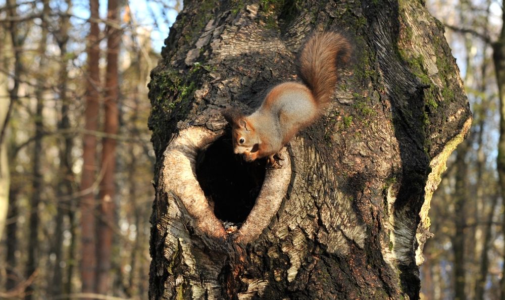 Photograph by тимофей