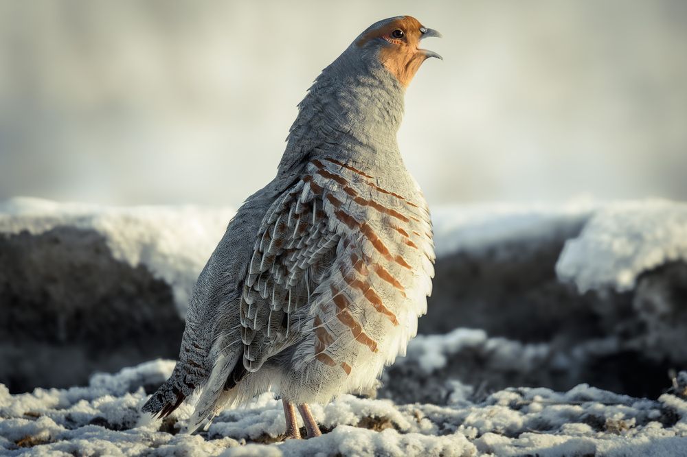 Photograph by Вячеслав Ладанов