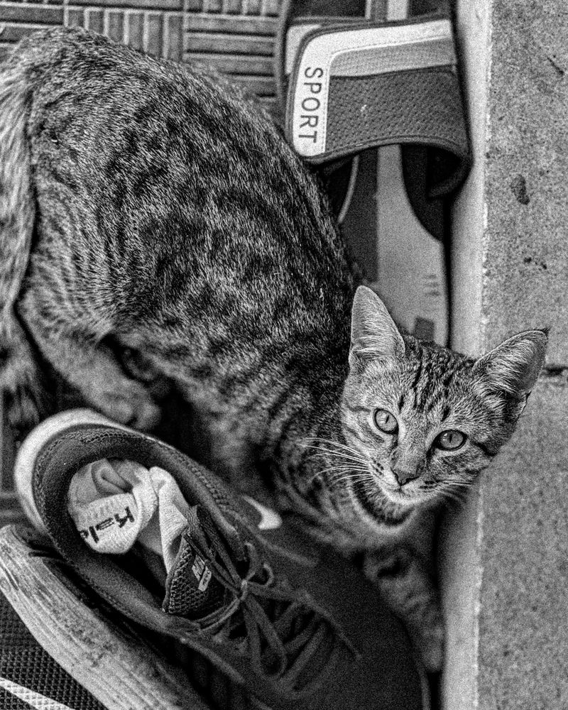 Фотография автора Светлана Соловьева