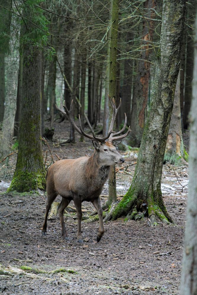 Photograph by Андрей Пучков