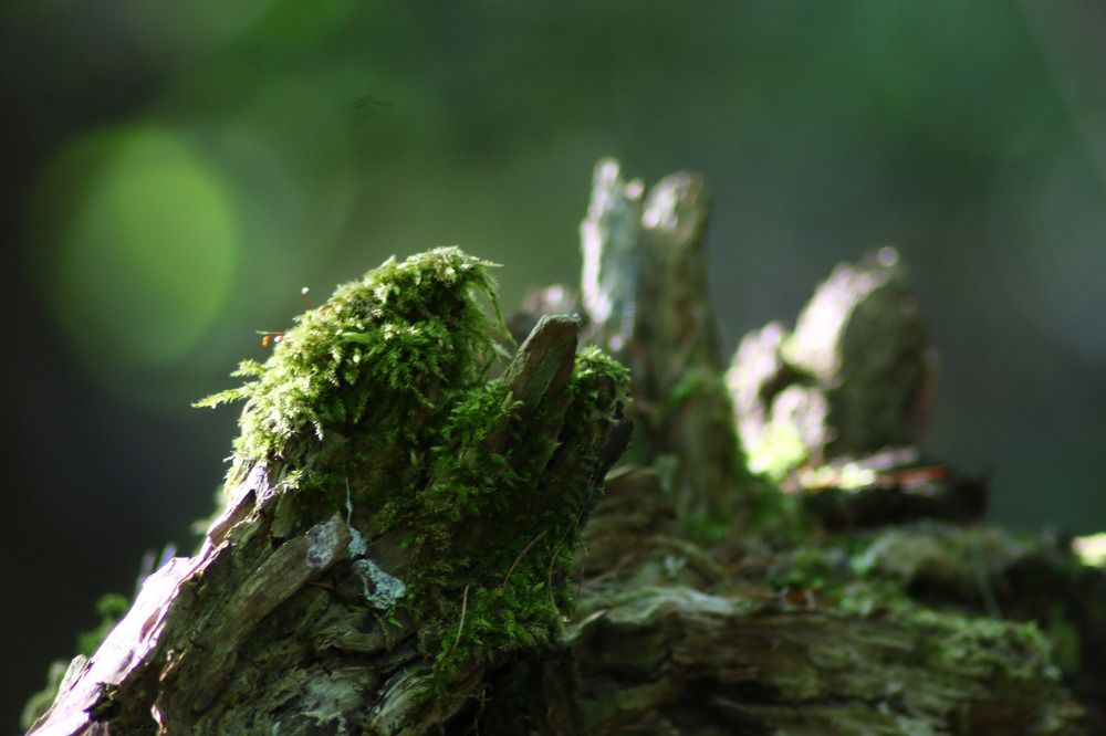 Photograph by Елена Наленч