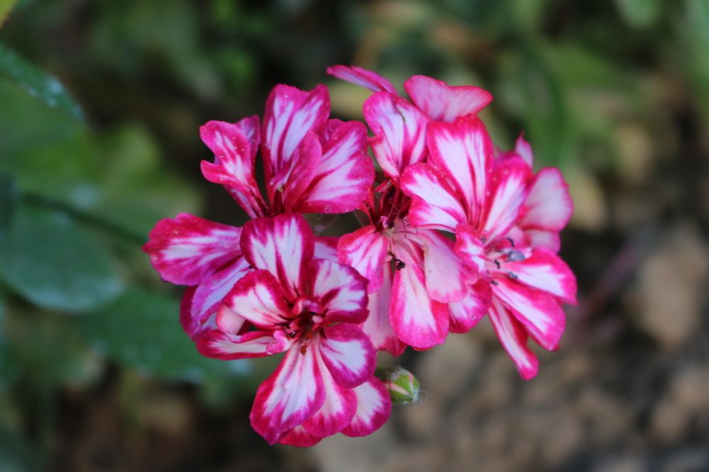 Photograph by Greta Jordanova