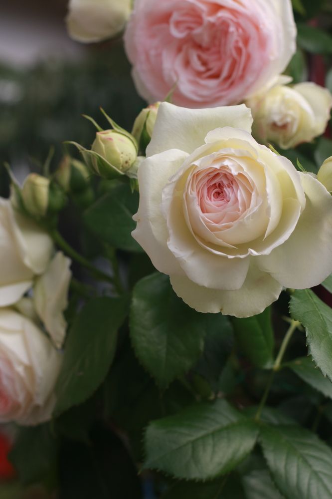 Photograph by Greta Jordanova