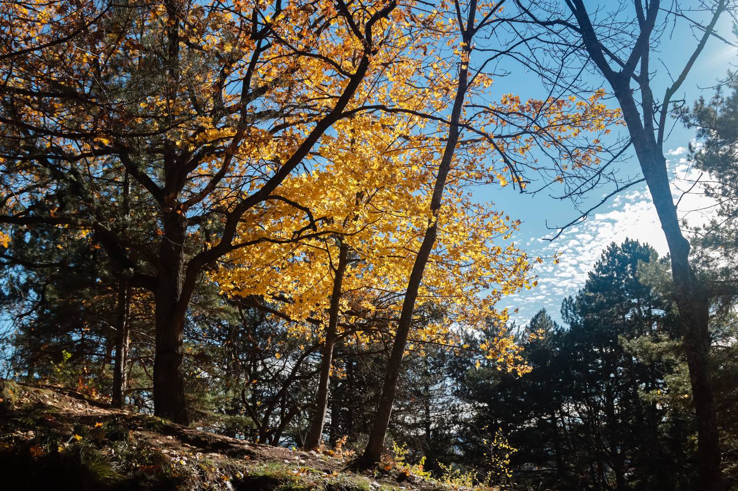 Photo #11832185