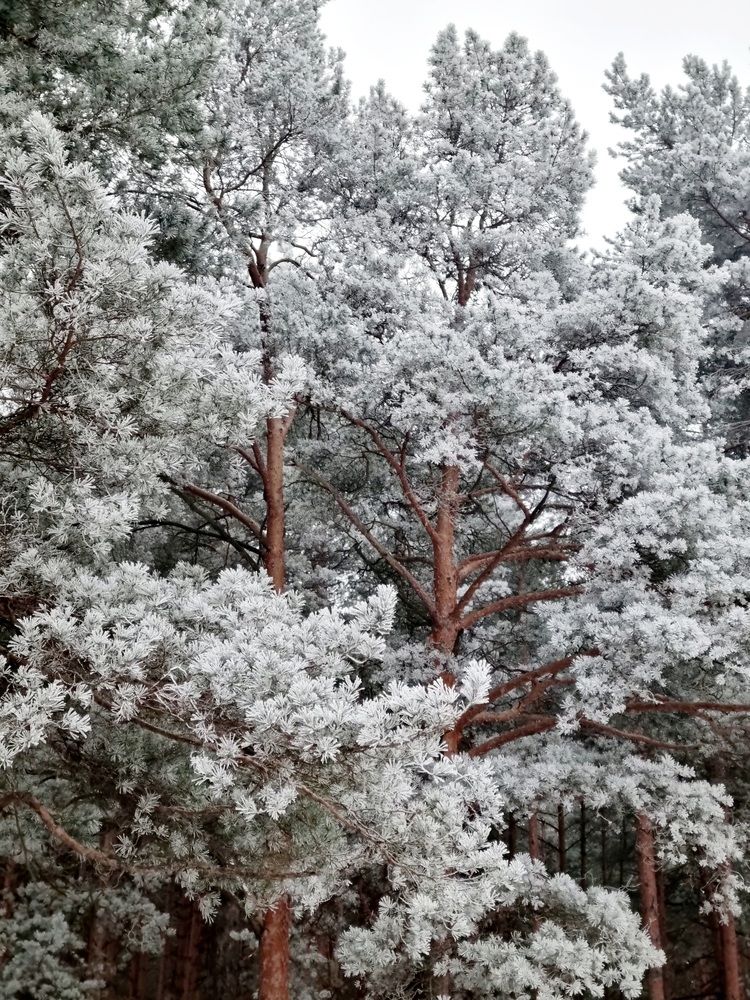 Фотография автора Елена Мурашова