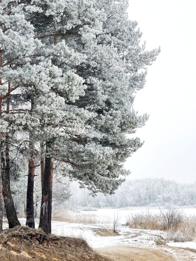 Фотография автора Елена Мурашова