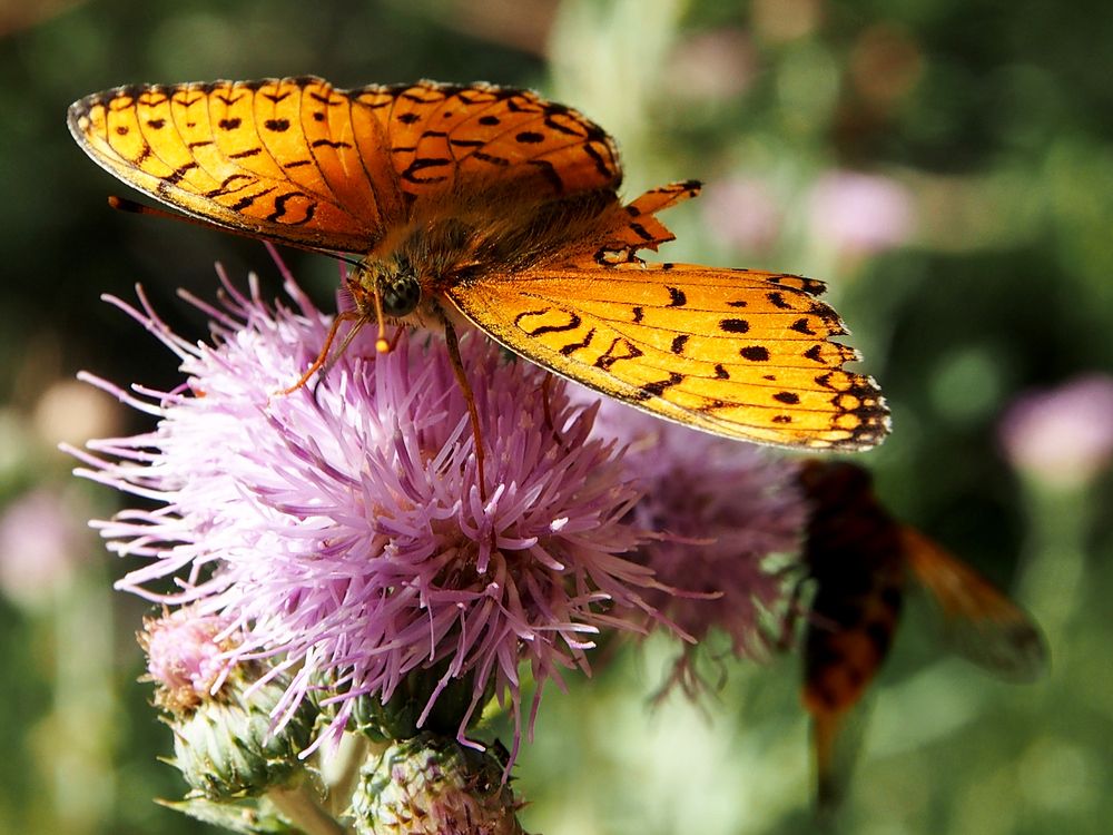 Photograph by Abdolreza Aleagha