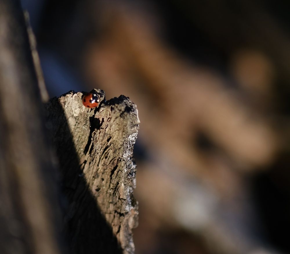 Photograph by Julia Grischenko