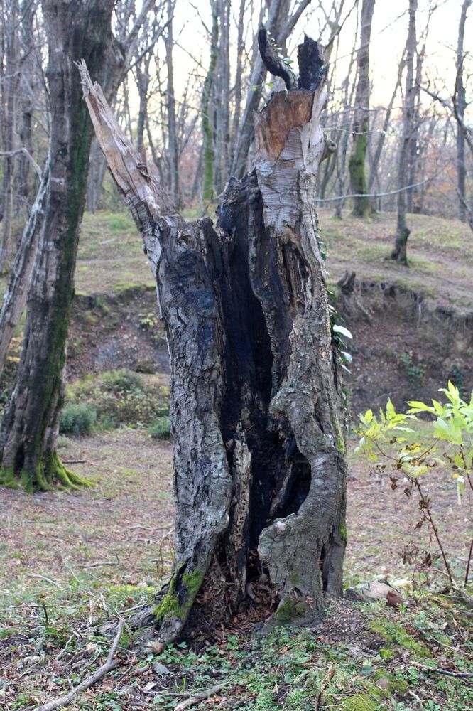 Photograph by Николай Немчанинов