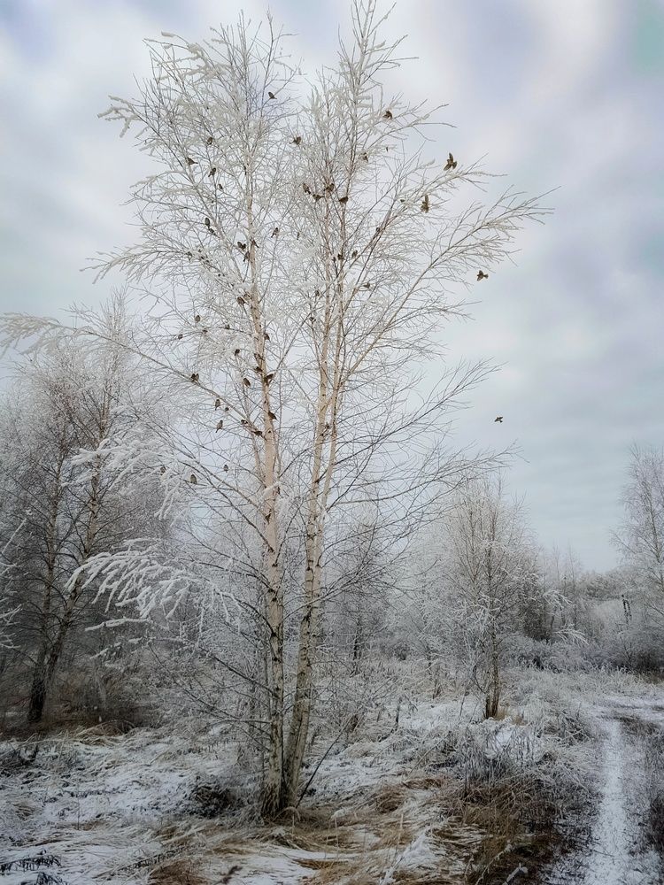 Photograph by Кондрашова Светлана