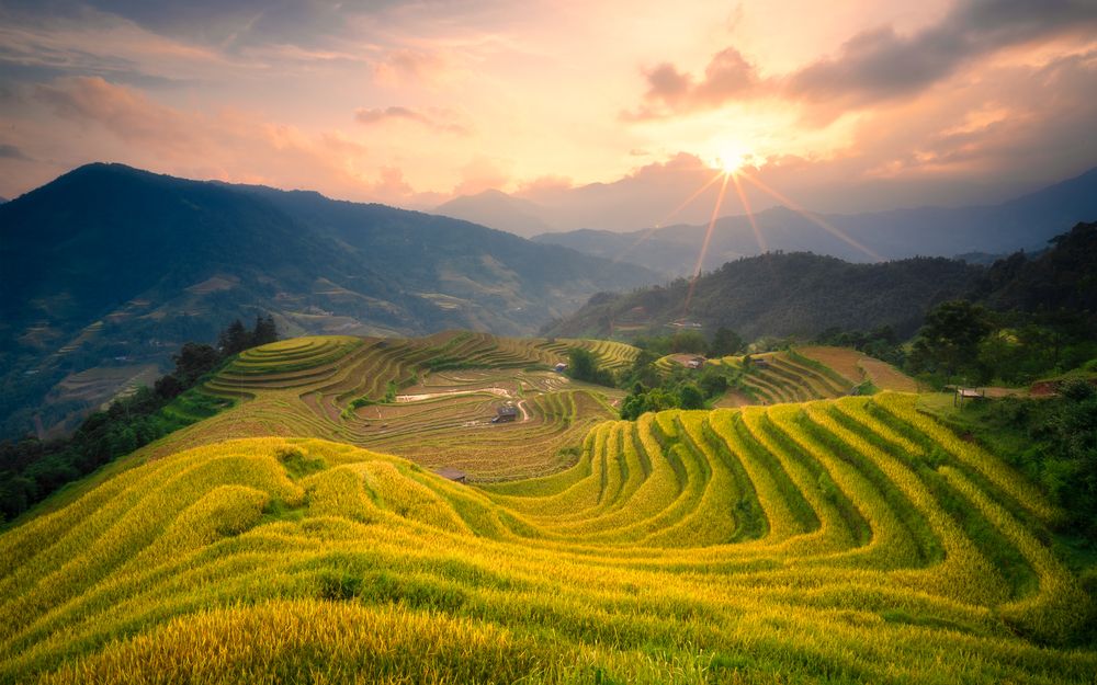 The golden season in Hoang Su Phi, Vietnam.