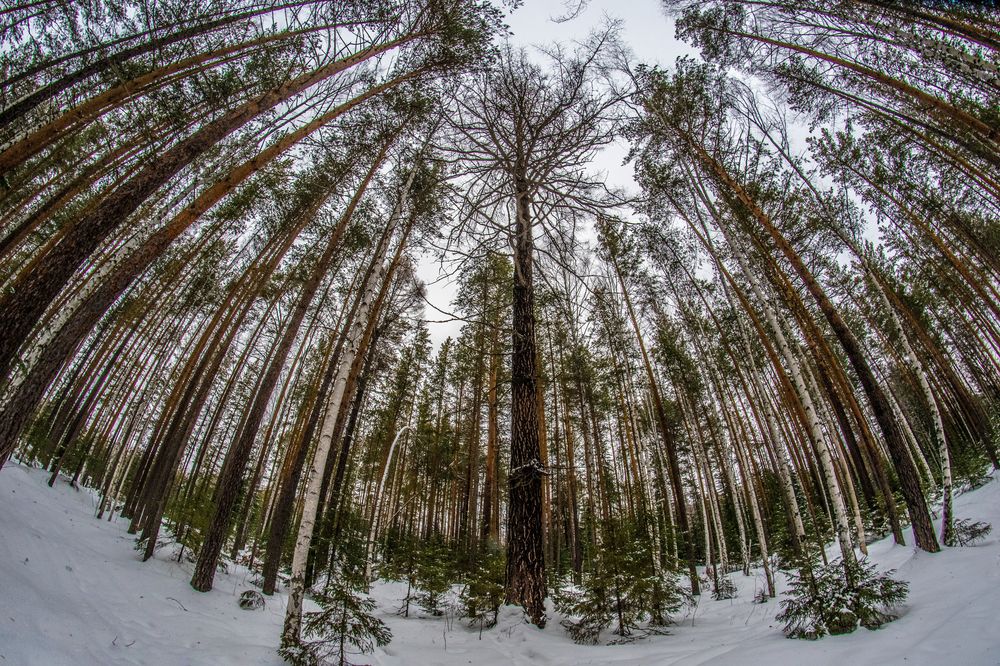 Photograph by Дмитрий Анисимов