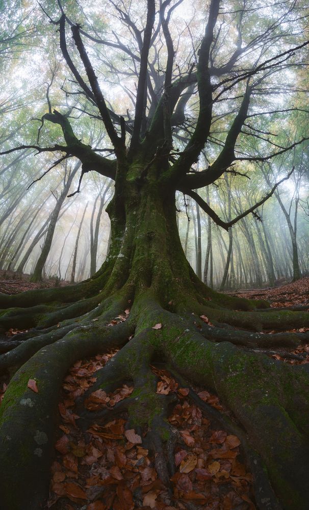 ....Ethereal Dream....