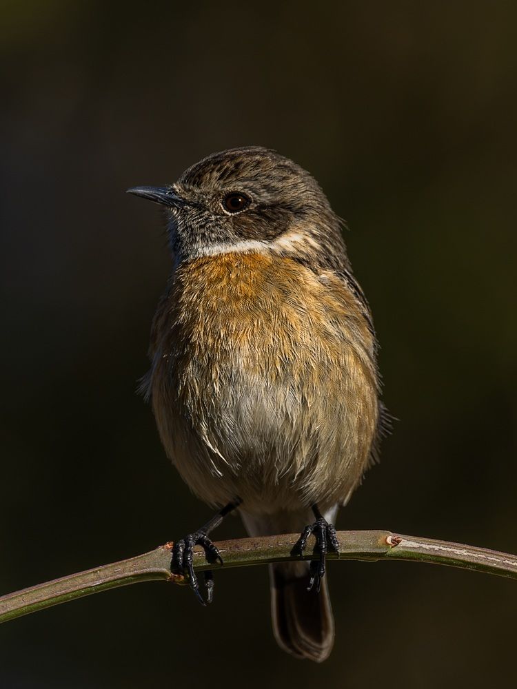 Photograph by Mohammad Abbasi