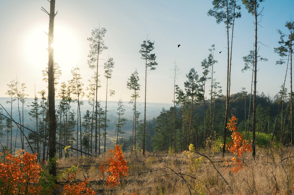 Фотография автора Оксана Ильченко