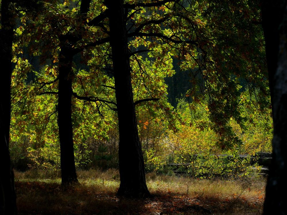 Photograph by Наталья Лобанова