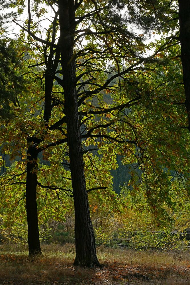 Photograph by Наталья Лобанова