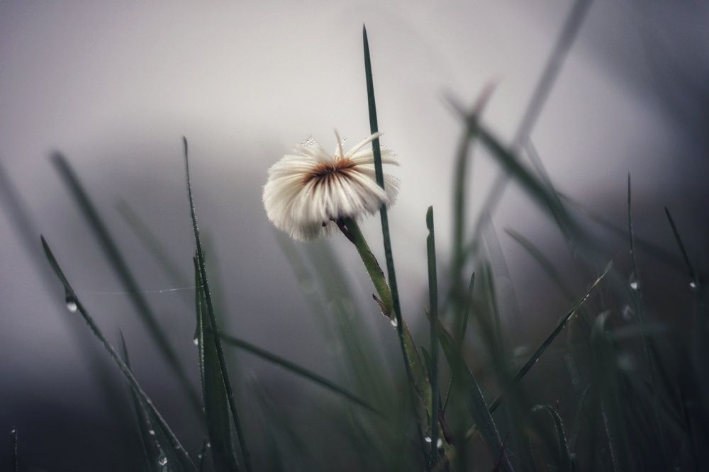 Photograph by Инна Карасева