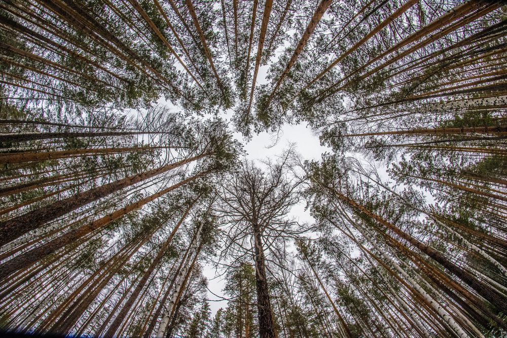 Photograph by Дмитрий Анисимов