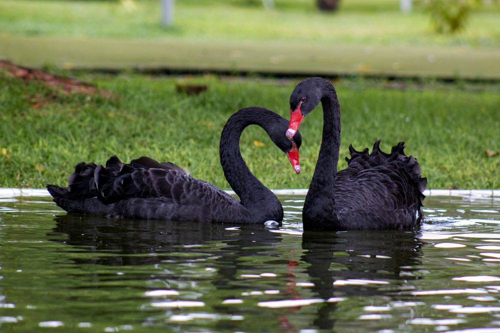 Сердце черных лебедей