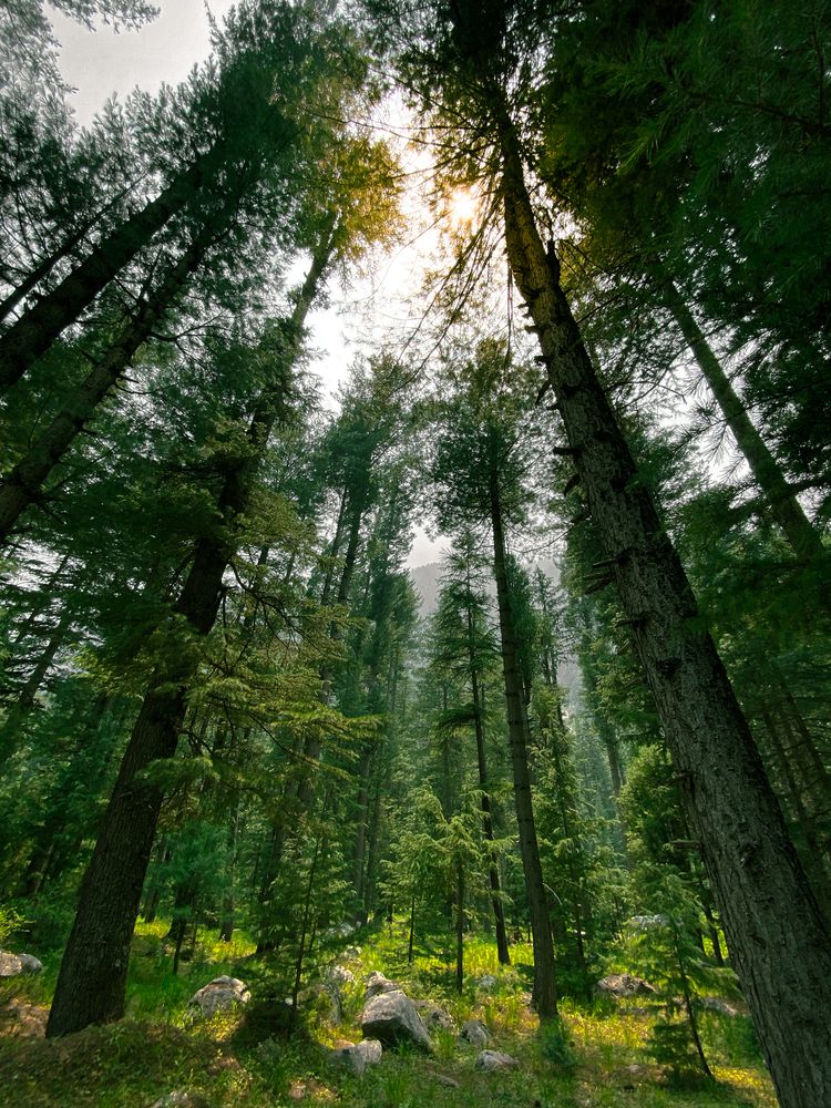 Trees under the sunlight.