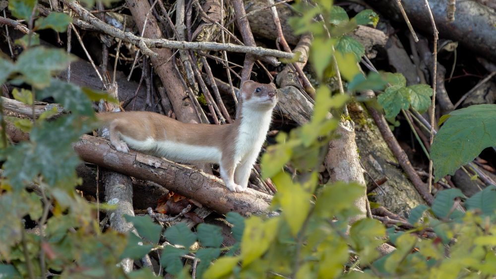 Photograph by Manu Zucchi