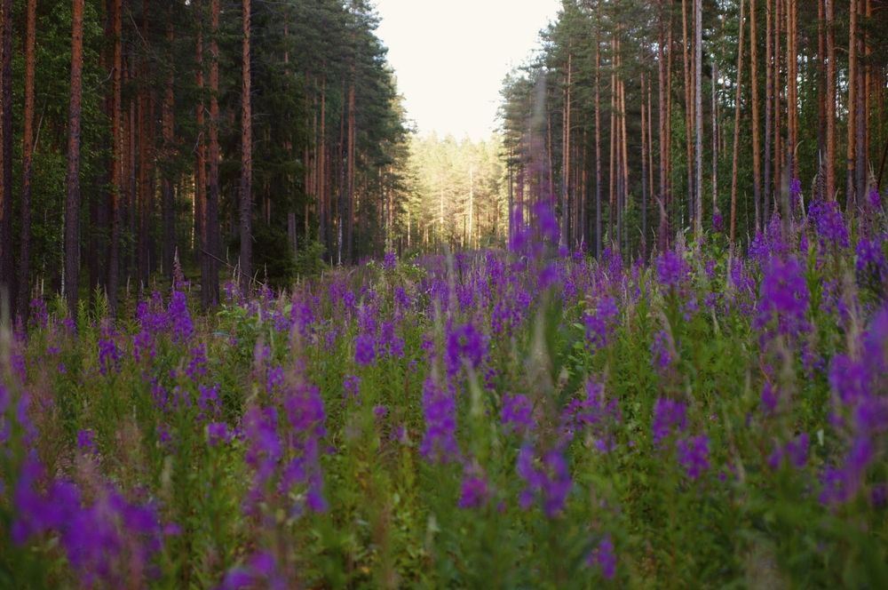 Photograph by Наталья Шумилова