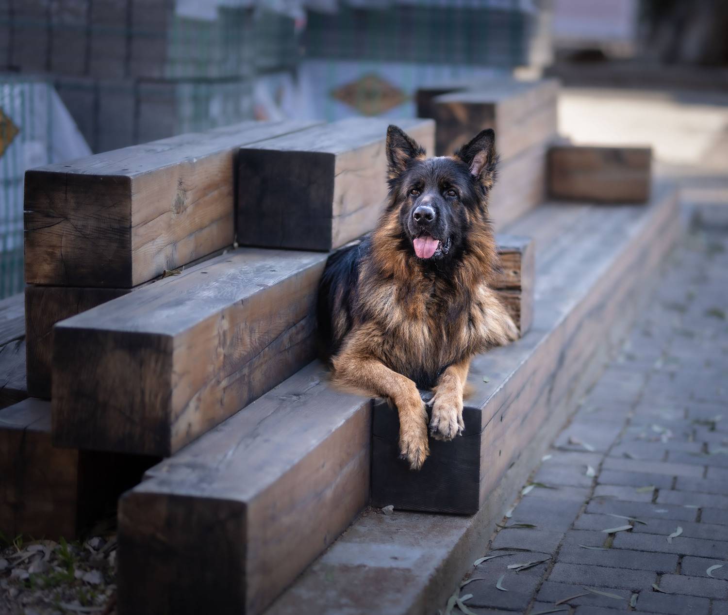 Фотография #11833584