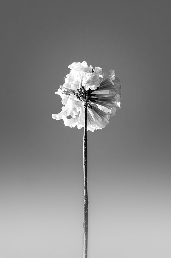 Photograph by Marco Drudi