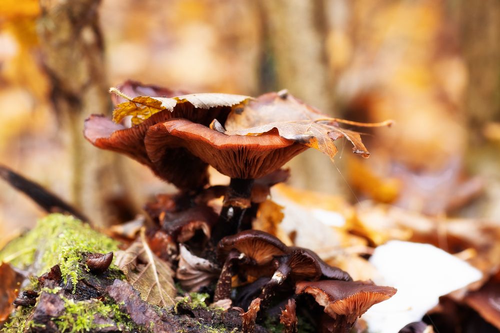 Photograph by Юлия Болдинова