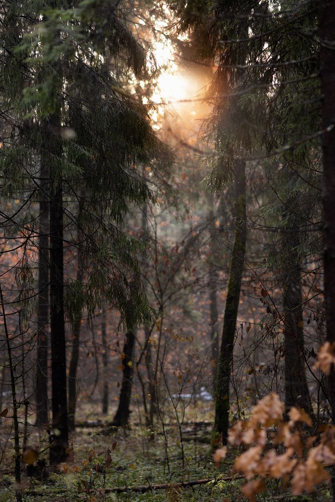 Photograph by Юлия Болдинова