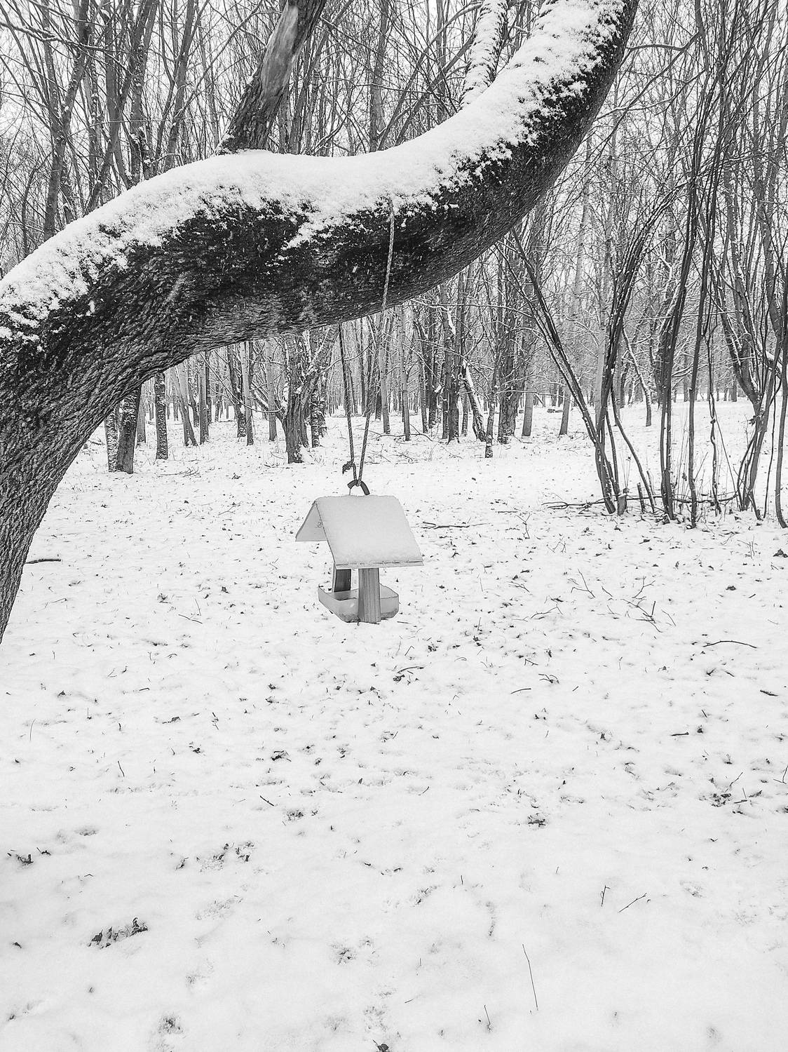 Photo #11833635