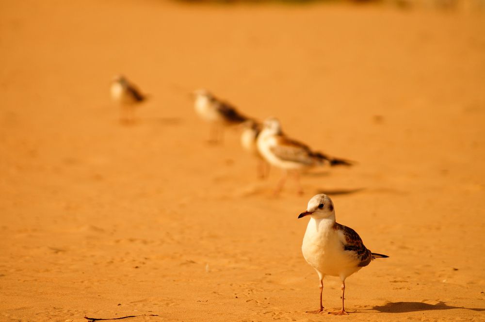 Photograph by Евгений Трипецкий