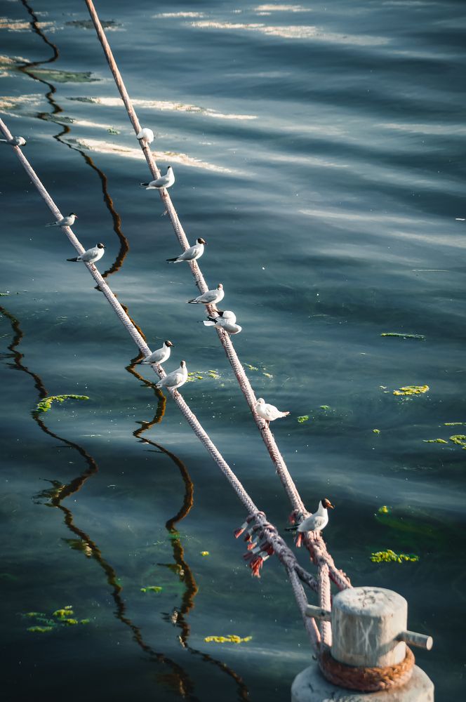 Photograph by Евгений Трипецкий