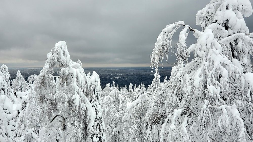 Пермская парма.