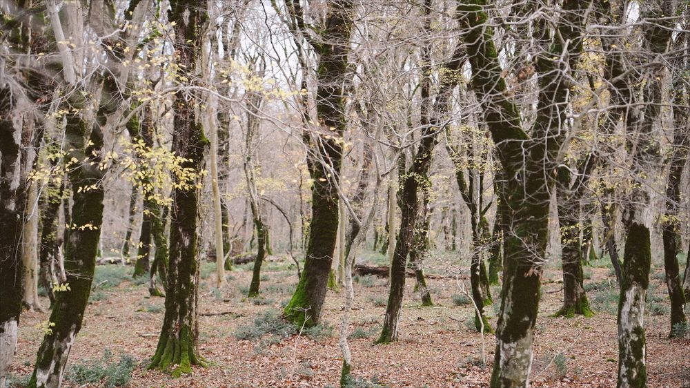 Photograph by David Pipia