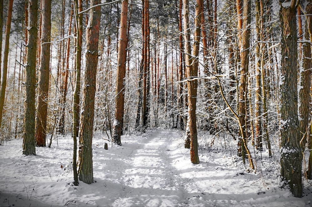 Фотография автора Анатолий Дауров