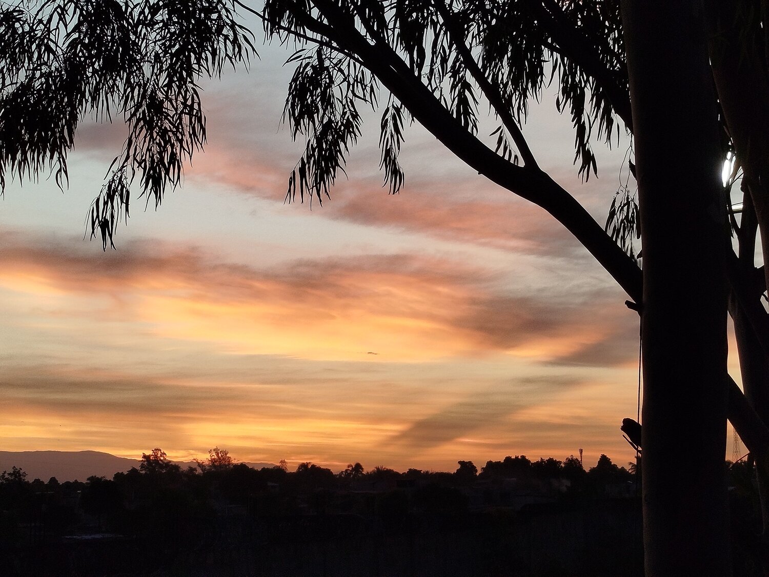 Photo #11833988