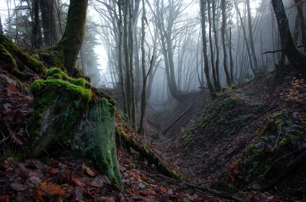 Photograph by LYUDMYLA POKRYSHEN