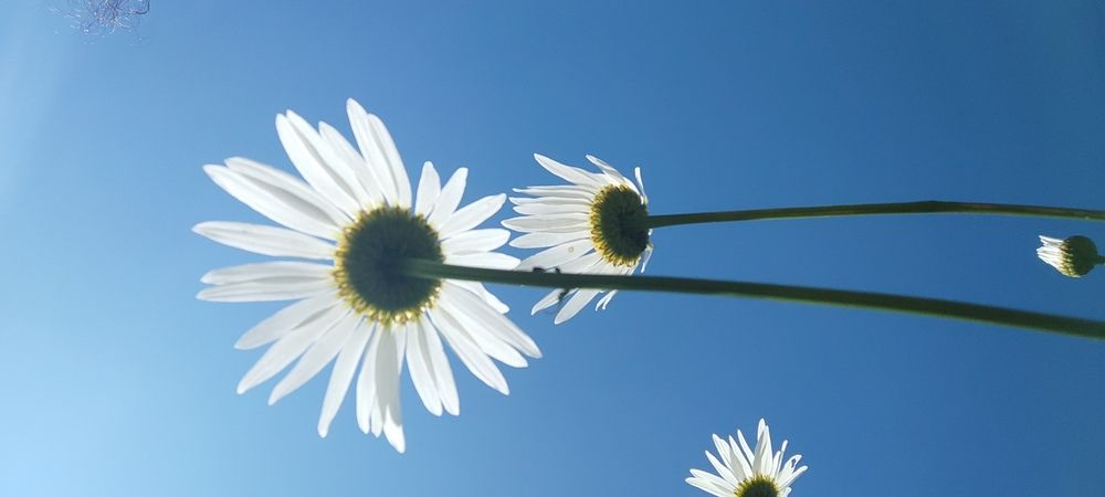 Photograph by Karine Galustova