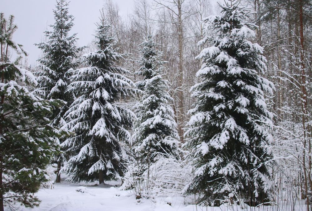 Photograph by Светлана Попкова