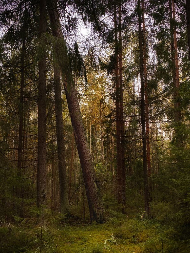 Photograph by Анна Зернова