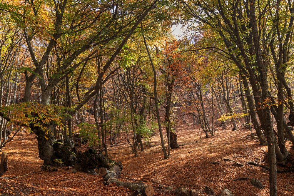 Photograph by Галина Юдина