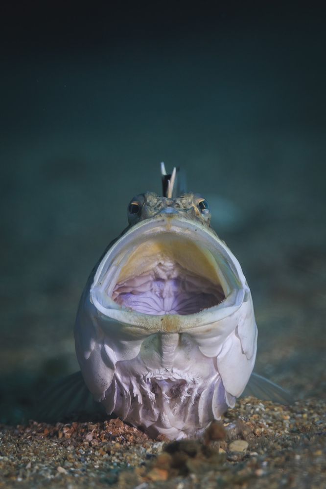 el bostezo de la vieja araña