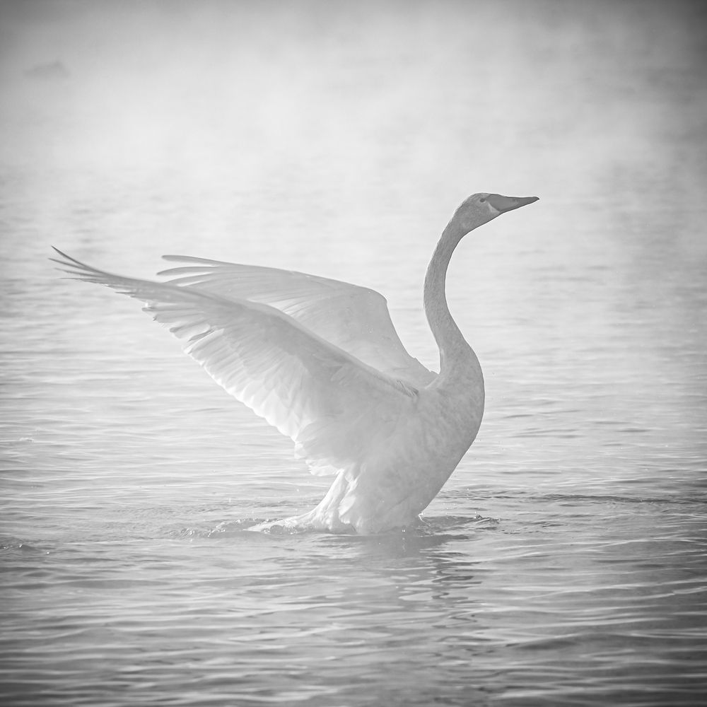 Фотография автора NIKOLAY KALININ