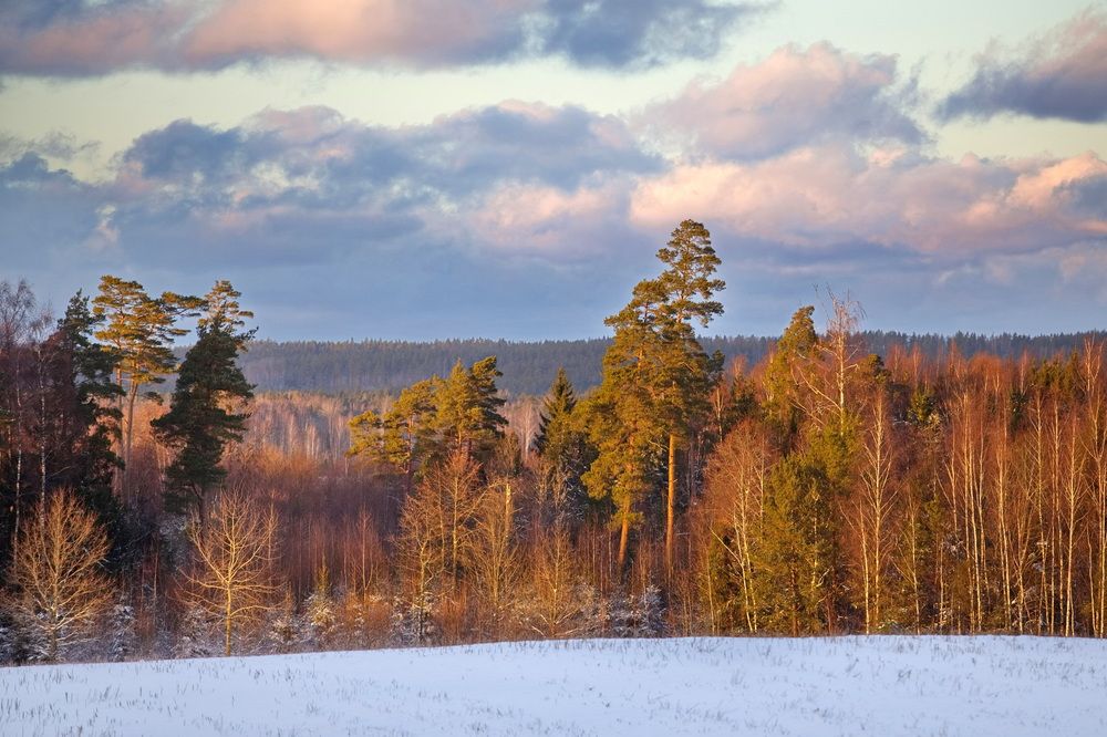 РЯДОМ С ЛЕСОМ