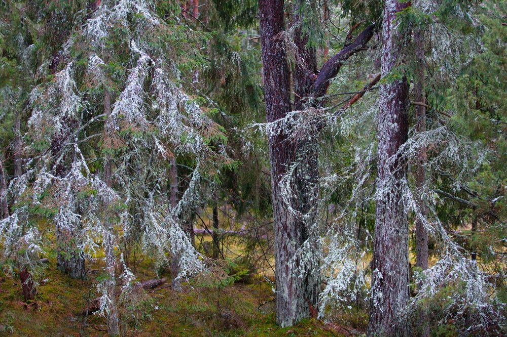 УКРАШЕНИЯ ИЗ МОХА